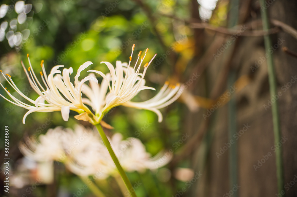 白く可憐な彼岸花のさく庭 Stock Photo Adobe Stock