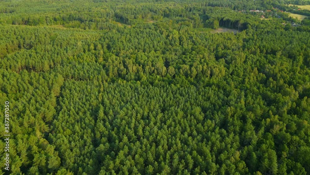 Top View Texture Of Shaggy Green Lush Pine Tree Forest Landscape At The Woods Near Sasino Village, District Of Gmina Choczewo In Poland. - Aerial Drone Shot