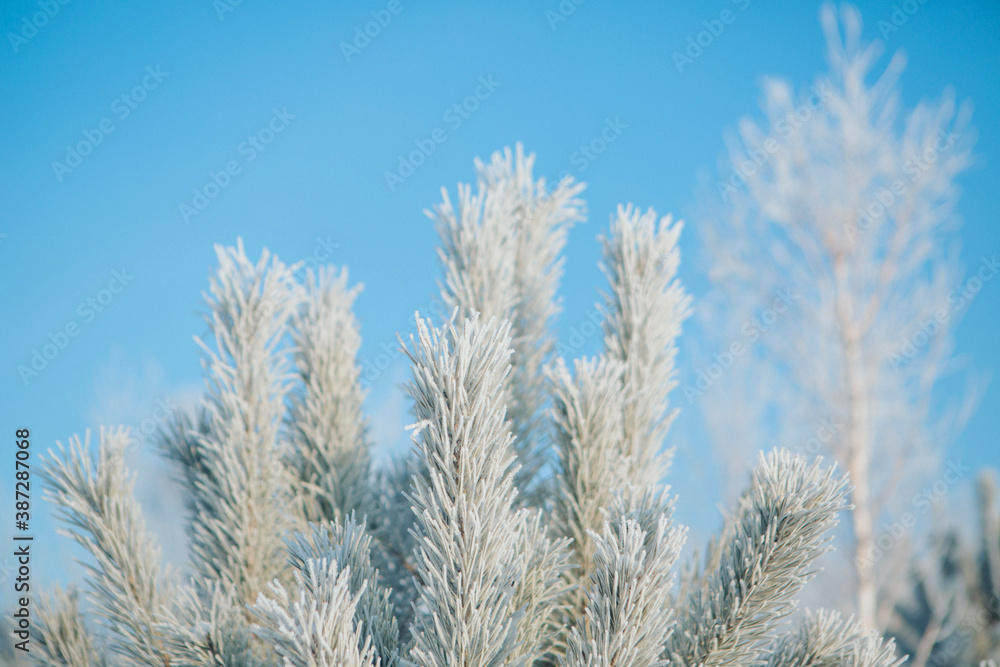 frozen pine branch close-up. frost on plants. winter landscape: snow in nature. Needles in frost. Christmas tree