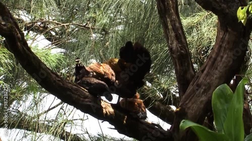 Chickens in a tree in Oahu island Hawaii. photo