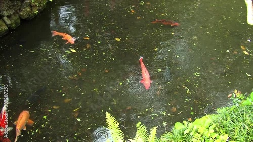 Koi fish swimming in the pond by the Byodo-In Temple,Valley of the Temples Memorial Park
Kahaluu, Oahu, Hawaii photo