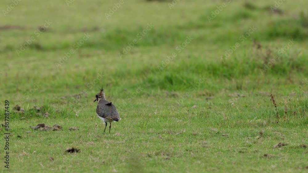 Northern Lapwing Bird Foraging And Walking Around The Lush Green Field. - wide shot Northern Lapwing Bird Foraging And Walking Around The Lush Green Field. - wide shot
