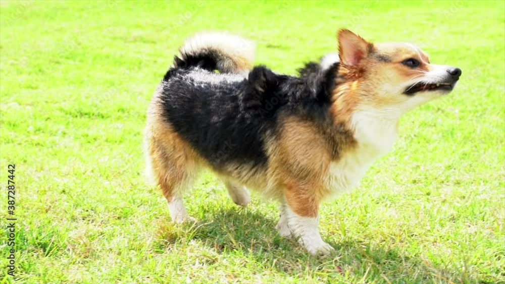 Corgi Dog Shaking Water Off Corgi Dog Shaking Water Off