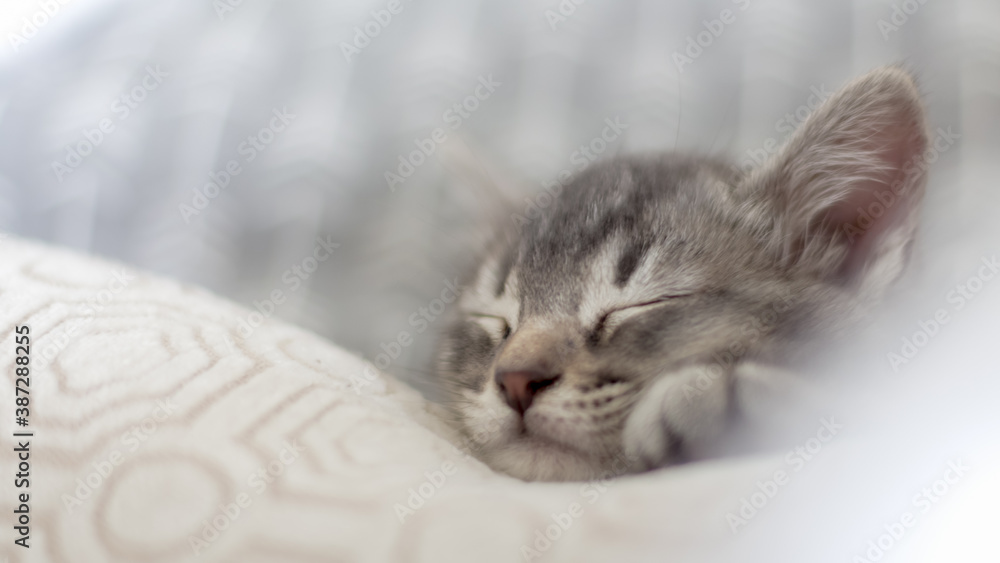 Retrato de un pequeño y adorable gato cachorro durmiendo confortablemente entre almohadones en una blanca e iluminada habitación. Retrato de un pequeño y adorable gato cachorro durmiendo confortablemente entre almohadones en una blanca e iluminada habitación.