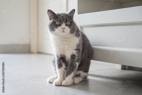Cute British Shorthair cat, indoor shot