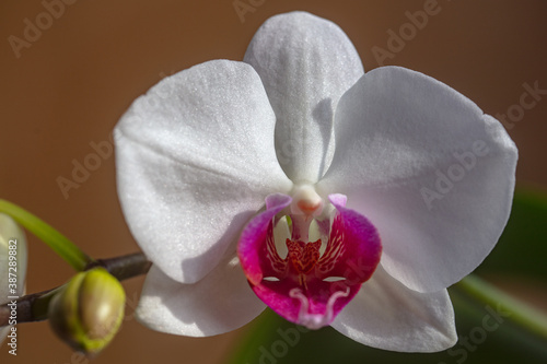 Orchid flower in garden. Phalaenopsis growing. Orchids. Floral orchidea background.