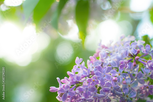 Branch of blossoming purple lilac on a sunny day