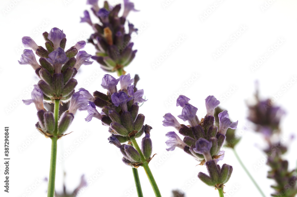 Obraz premium ラベンダーのフラワーアレンジ