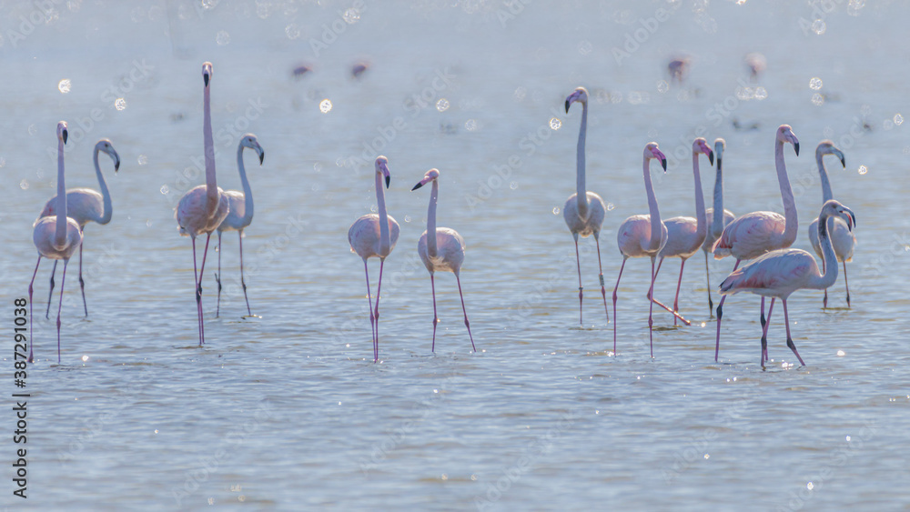 Obraz premium pink flamingo in water
