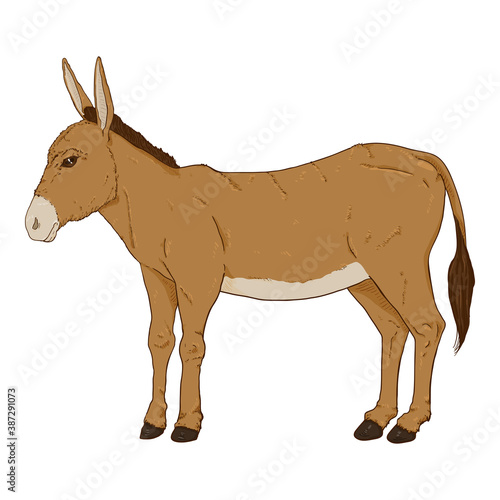 Vector Cartoon Brown Donkey.