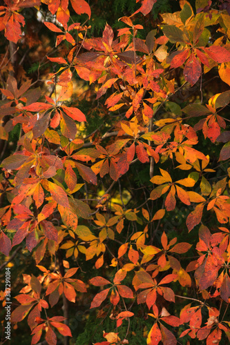 秋の彩り紅葉するモミジの葉