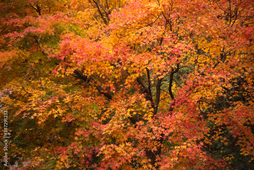 秋の彩り紅葉するモミジの葉