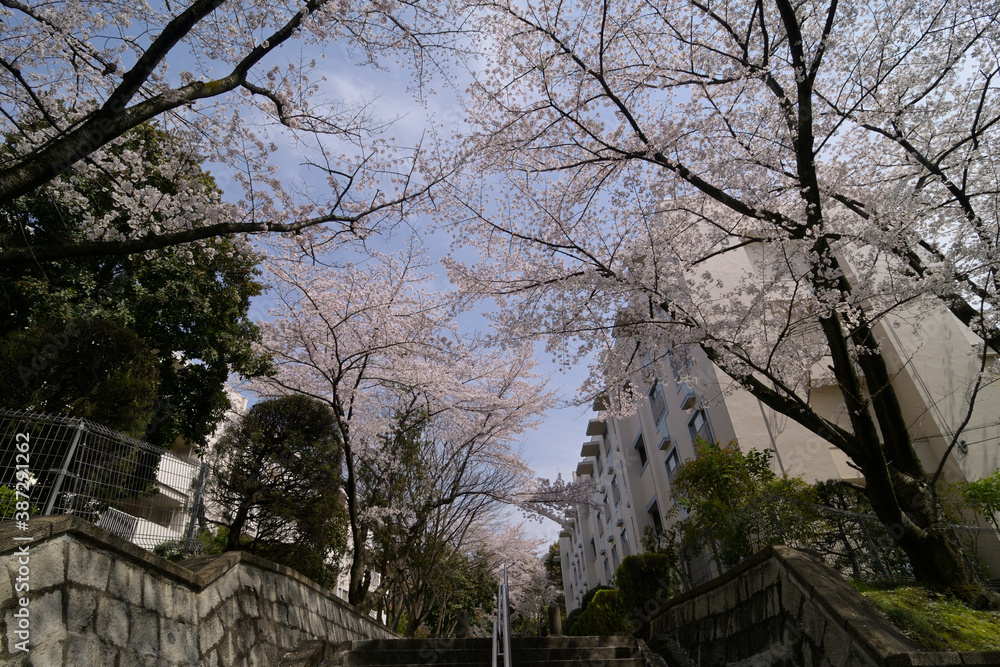 千里ニュータウン津雲台（大阪府吹田市）の府公社津雲台団地