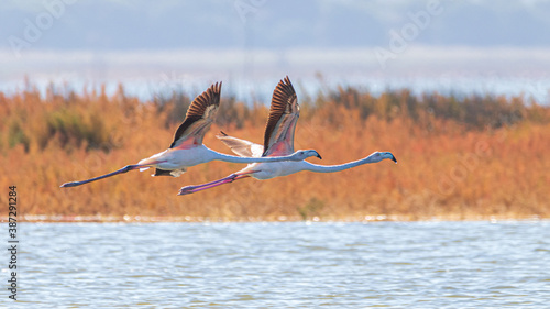 flamingos in flight