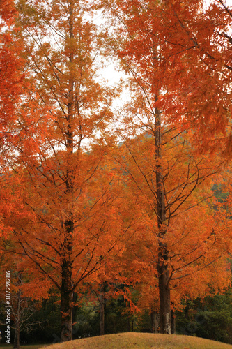 秋の彩り黄葉するメタセコイア