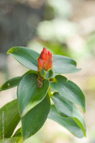 red Zingiber zerumbet flower in nature garden