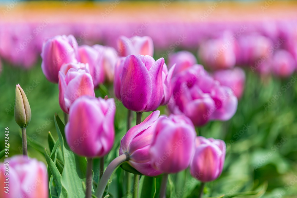 Beautiful Tulips in Skagit Valley, Washington-USA Beautiful Tulips in Skagit Valley, Washington-USA