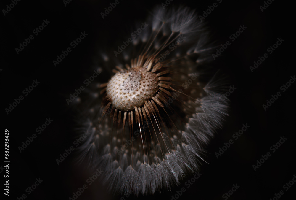 dandelion dandelion