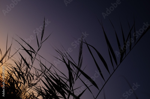 grass silhouette at sunset