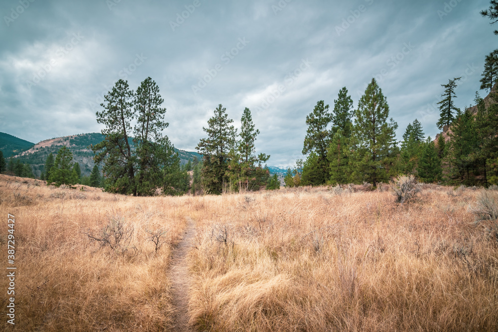 View of hiking trail through grassland and ponderosa pine tree forest in autumn View of hiking trail through grassland and ponderosa pine tree forest in autumn