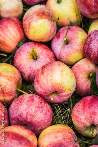 Freshly harvested apples on the lawn. Selective focus. Shallow depth of field.