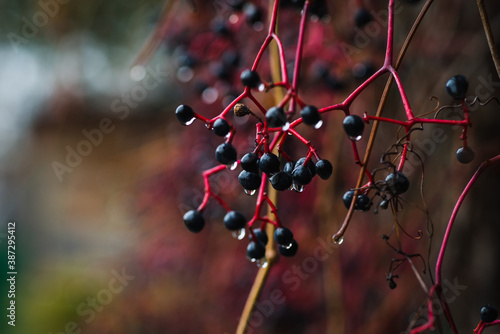 Red Parthenocissus tricuspidata  Virginia creeper  with berries in autumn s morning. Selective focus. Shallow depth of field.