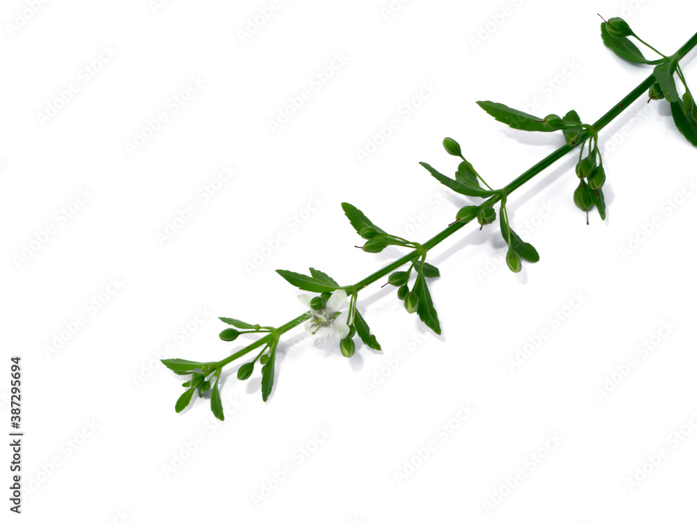 Close up grass of Macao Tea, Sweet Broomweed on white background. Close up grass of Macao Tea, Sweet Broomweed on white background.