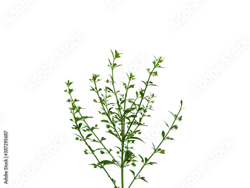 Close up grass of Macao Tea, Sweet Broomweed on white background.