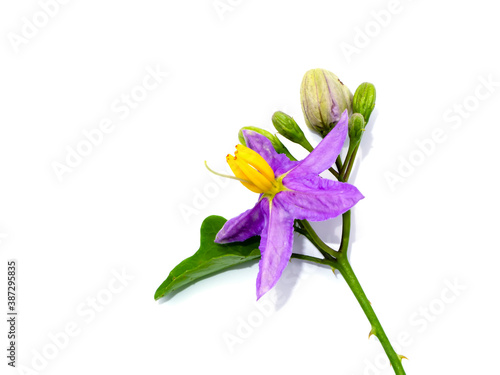 Close up of Brinjal flower on white background. photo