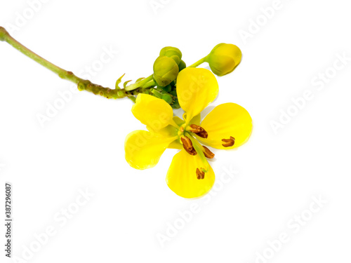 Close up flower of Cassod tree or Senna siamea on white background. photo