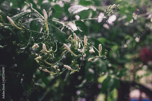 rain drops on jasmine 