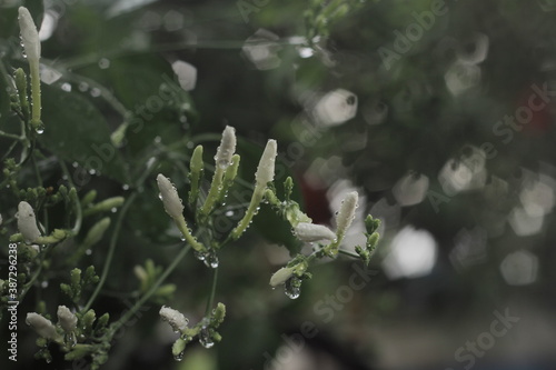 jasmine in a rain 