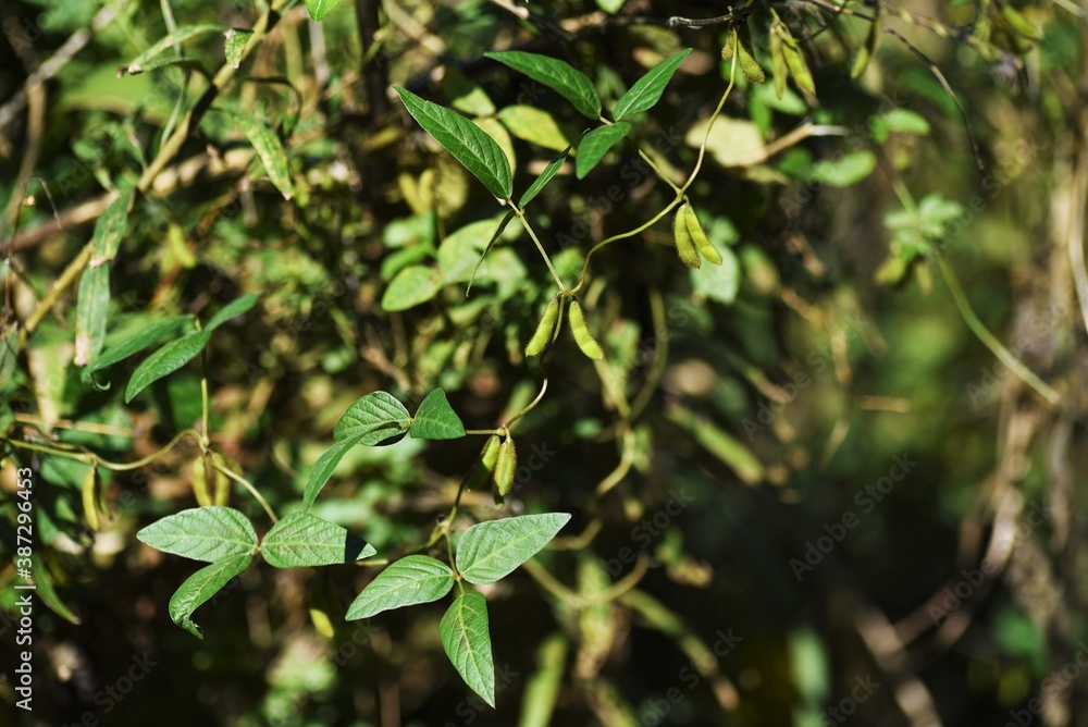 Fototapeta premium Glycine soja / Fabaceae annual vine grass.