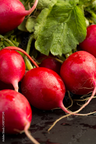 Macro Summer harvested red radish. Growing organic vegetables. Large bunch of raw fresh juicy garden radish on dark boards ready to eat