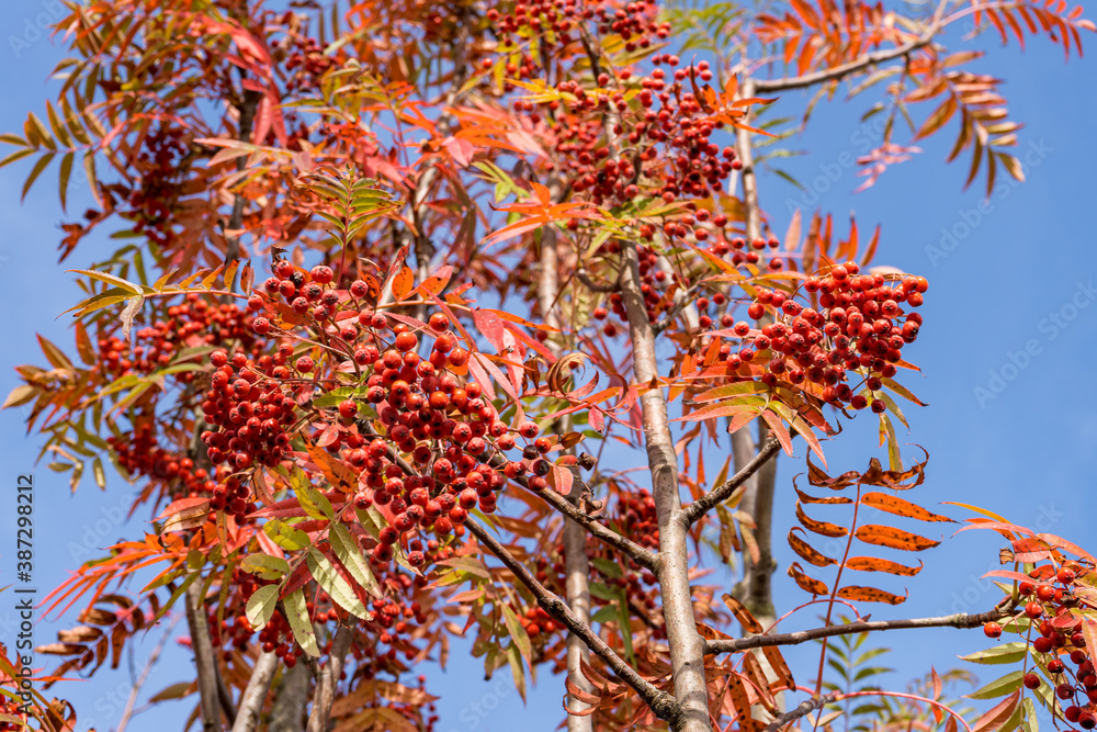 Red leaves and rowan fruits on the autumn blue sky Red leaves and rowan fruits on the autumn blue sky