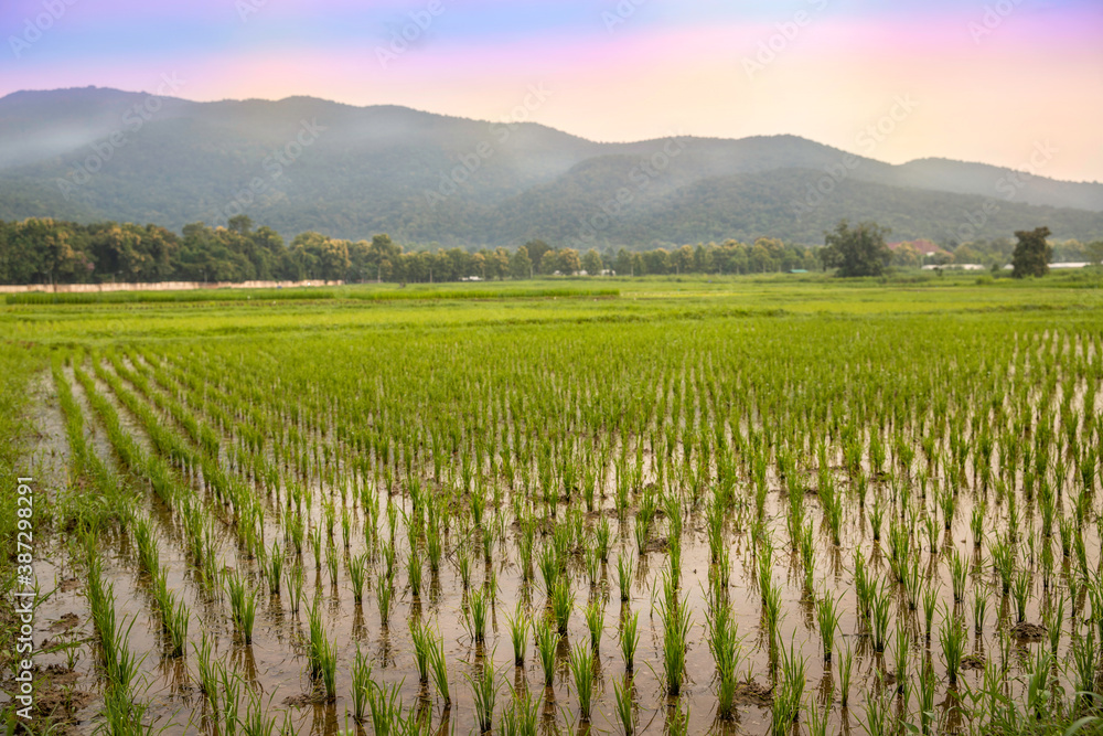 A beautiful rice field view of Chiang mai, Thailand.