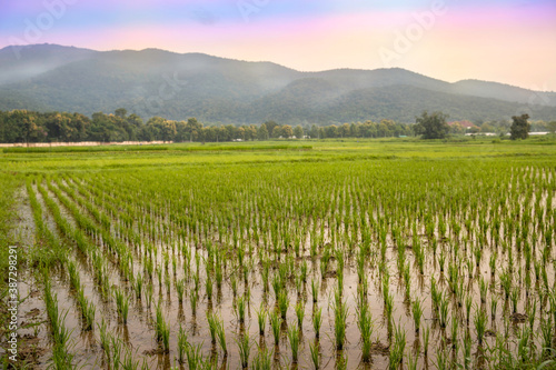 A beautiful rice field view of Chiang mai, Thailand.