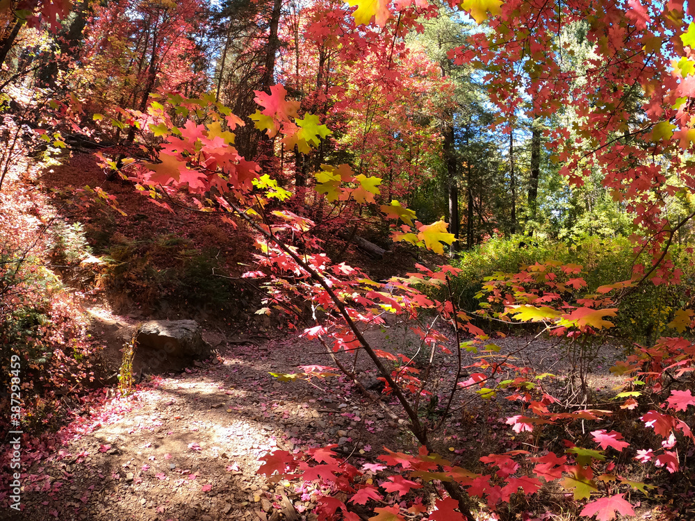 Autumn Forest Scene - Mount Lemmon, Tucson, Arizona Autumn Forest Scene - Mount Lemmon, Tucson, Arizona