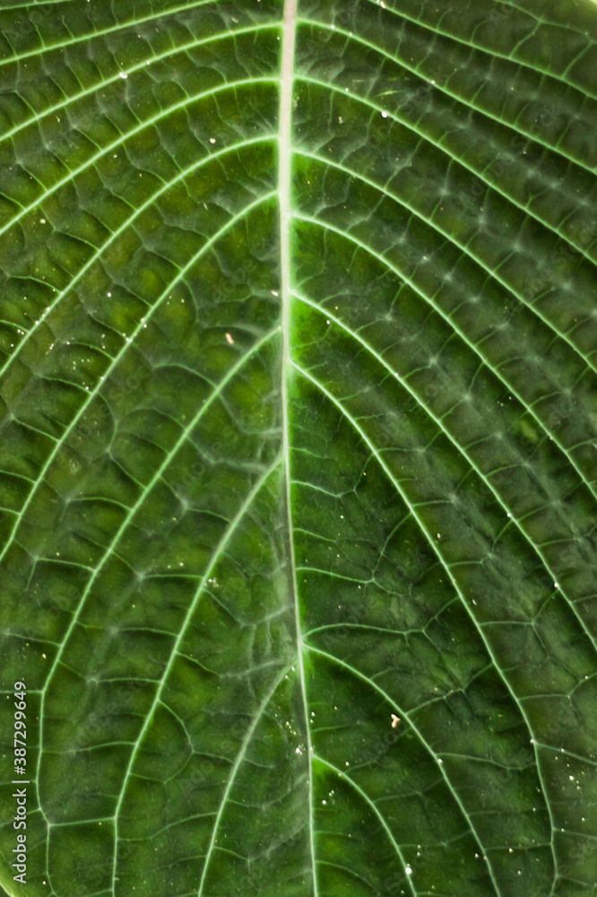 close up of green leaf close up of green leaf