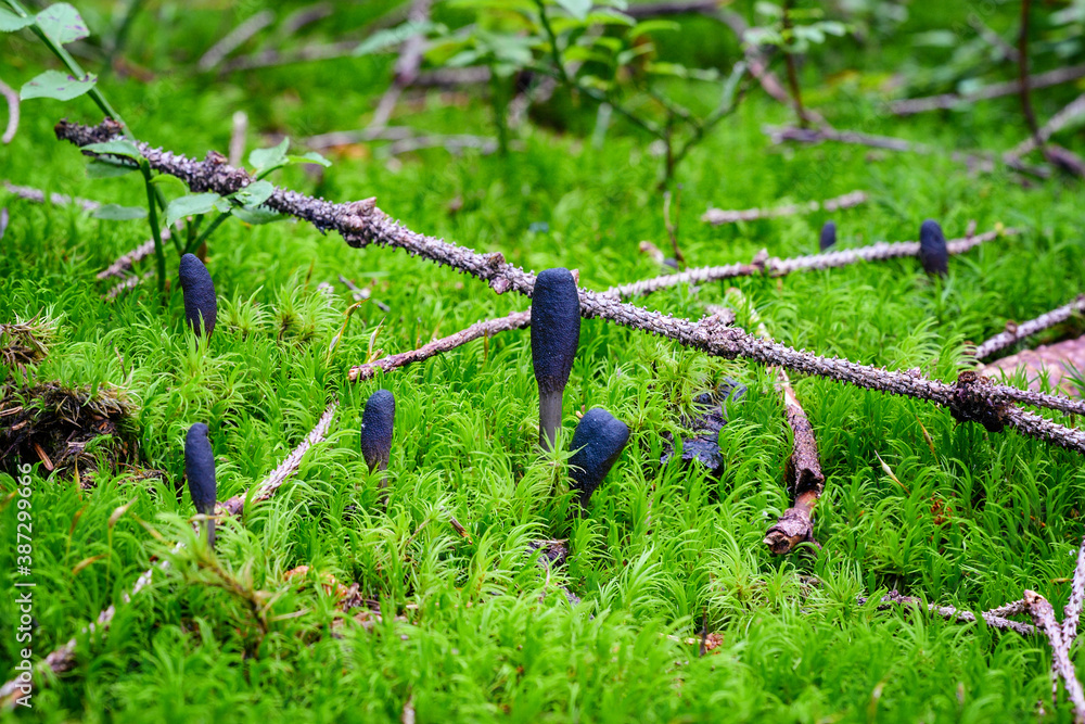 Fototapeta premium Clavariadelphus - inedible mushroom in the shape of a club.