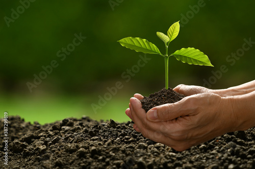 Hands holding and caring a green young plant on nature background..