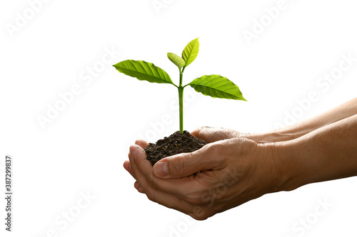 Hands holding and caring a green young plant isolated on white background