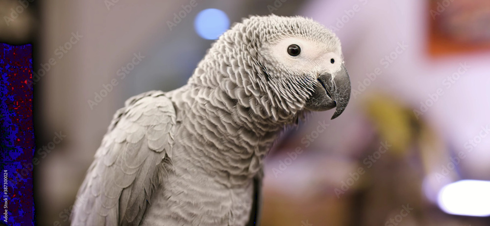 Obraz premium close up of a red and green parrot Or macaw bird in forest in daytime
