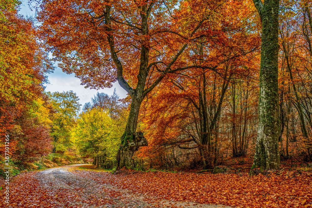 Forest landscape in autumn with bright golden, orange, ochre and green colors