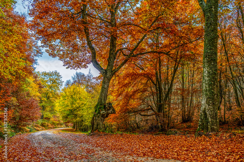 Forest landscape in autumn with bright golden, orange, ochre and green colors