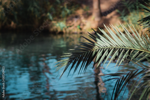 A branch of a palm tree against the backdrop of a yardenit stream, a blurred background of the water