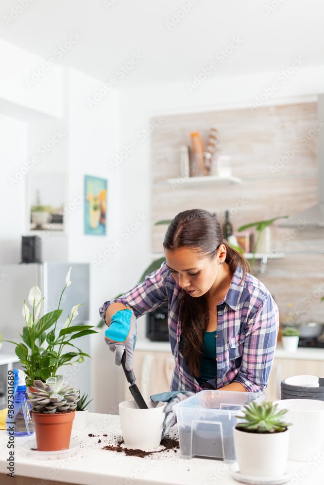 Cheerful woman caring for houseflowers sitting in the kitchen on table. Florist replanting flowers in white ceramic pot using shovel, gloves, fertil soil and flowers for house decoration. Cheerful woman caring for houseflowers sitting in the kitchen on table. Florist replanting flowers in white ceramic pot using shovel, gloves, fertil soil and flowers for house decoration.