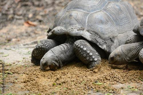 Giant Galapagos tortoise