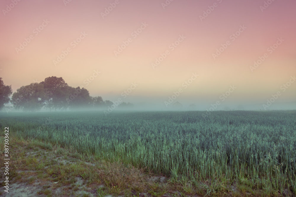 Obraz premium Dawn over the field in the early misty morning
