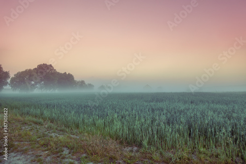 Dawn over the field in the early misty morning